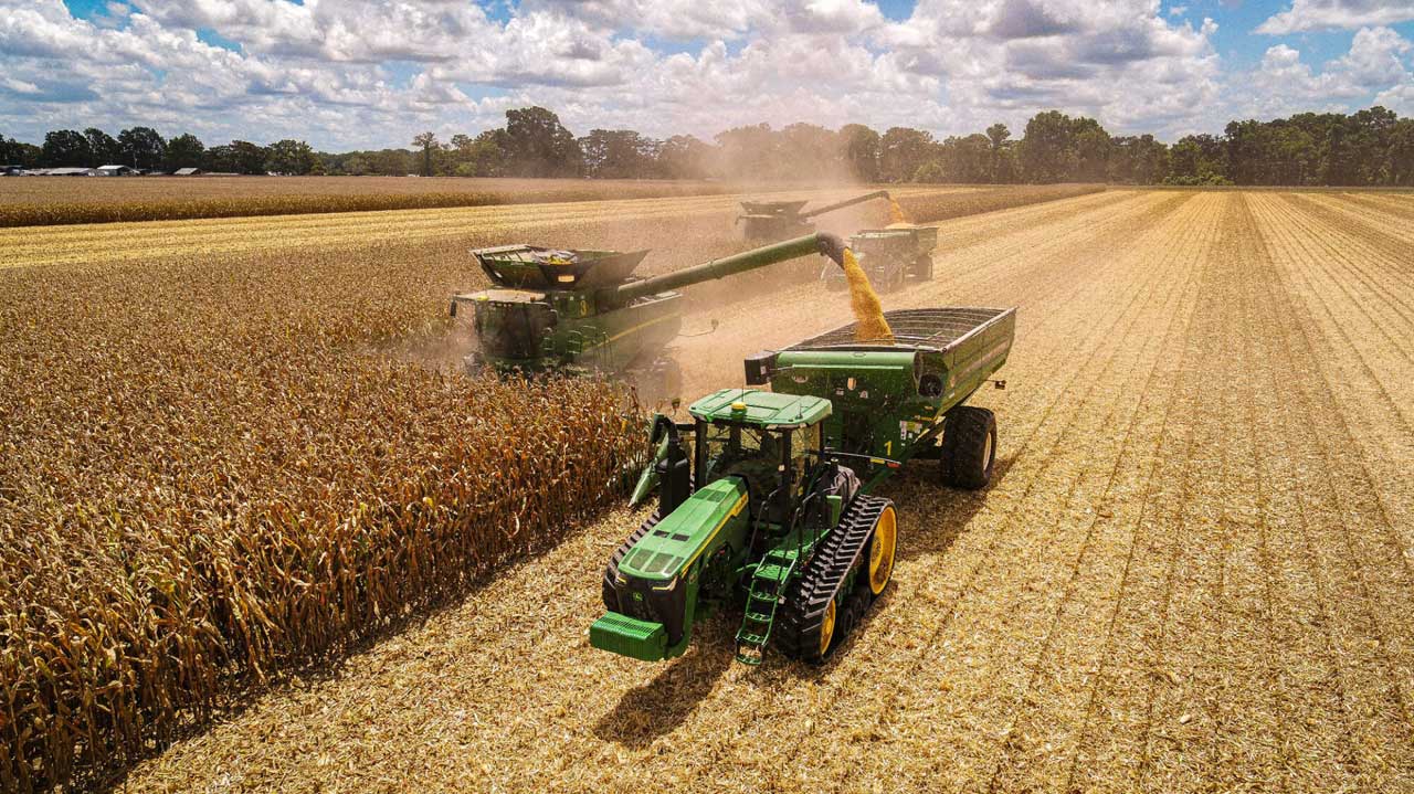 Corn Field